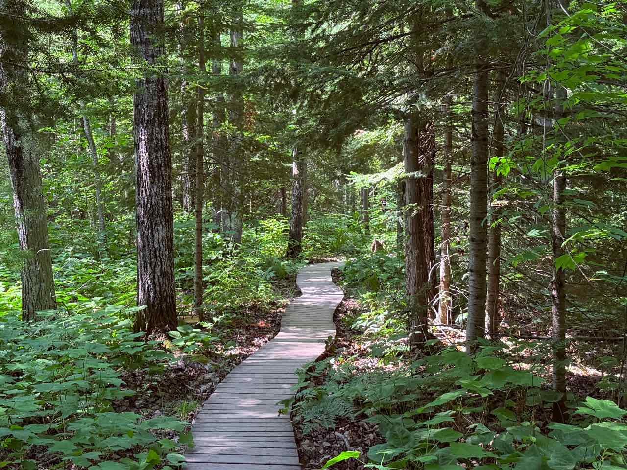 A boardwalk curving through a green forest