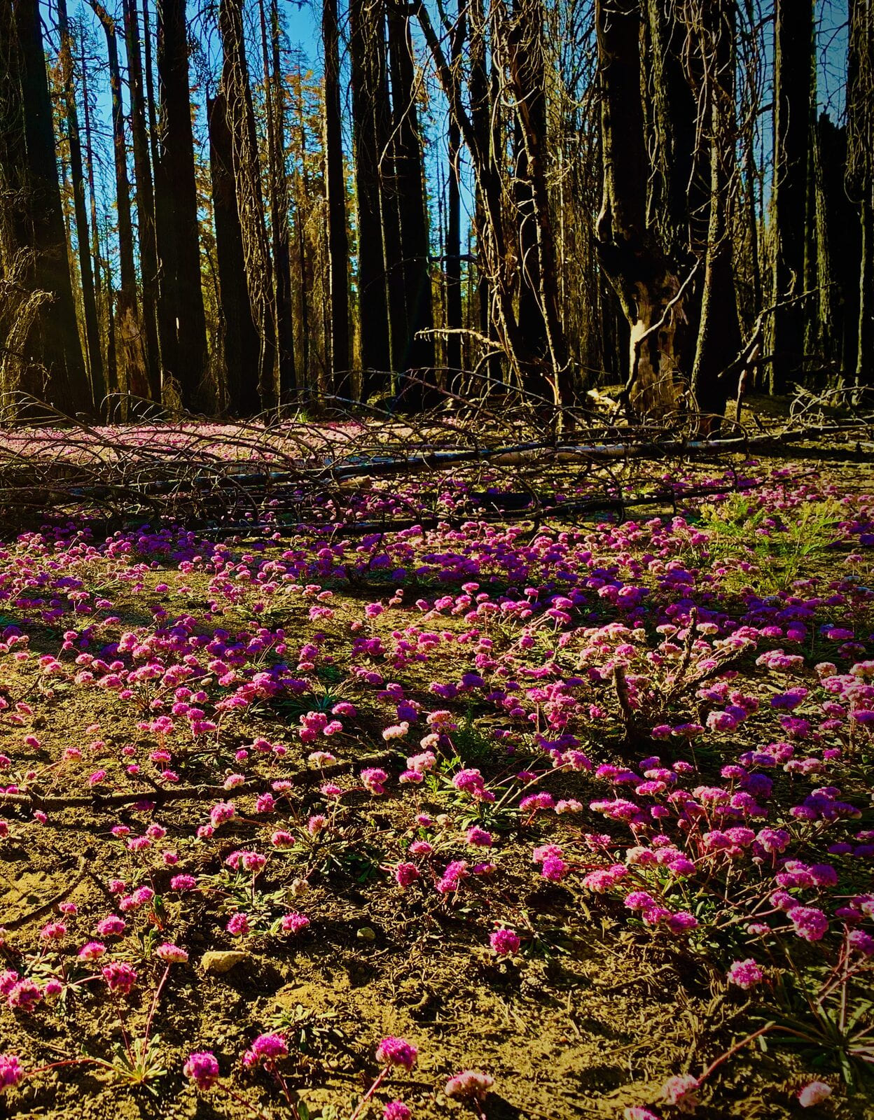 Wildflowers blooming across a burnt forest floor