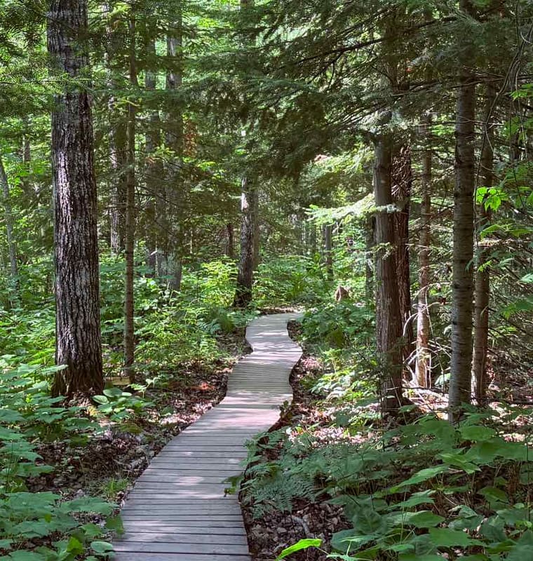 A boardwalk curving through a green forest