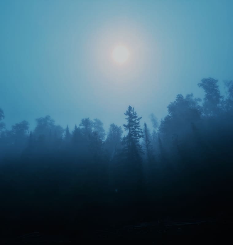 A conifer forest in blue fog, the sun a pale disc above the treeline