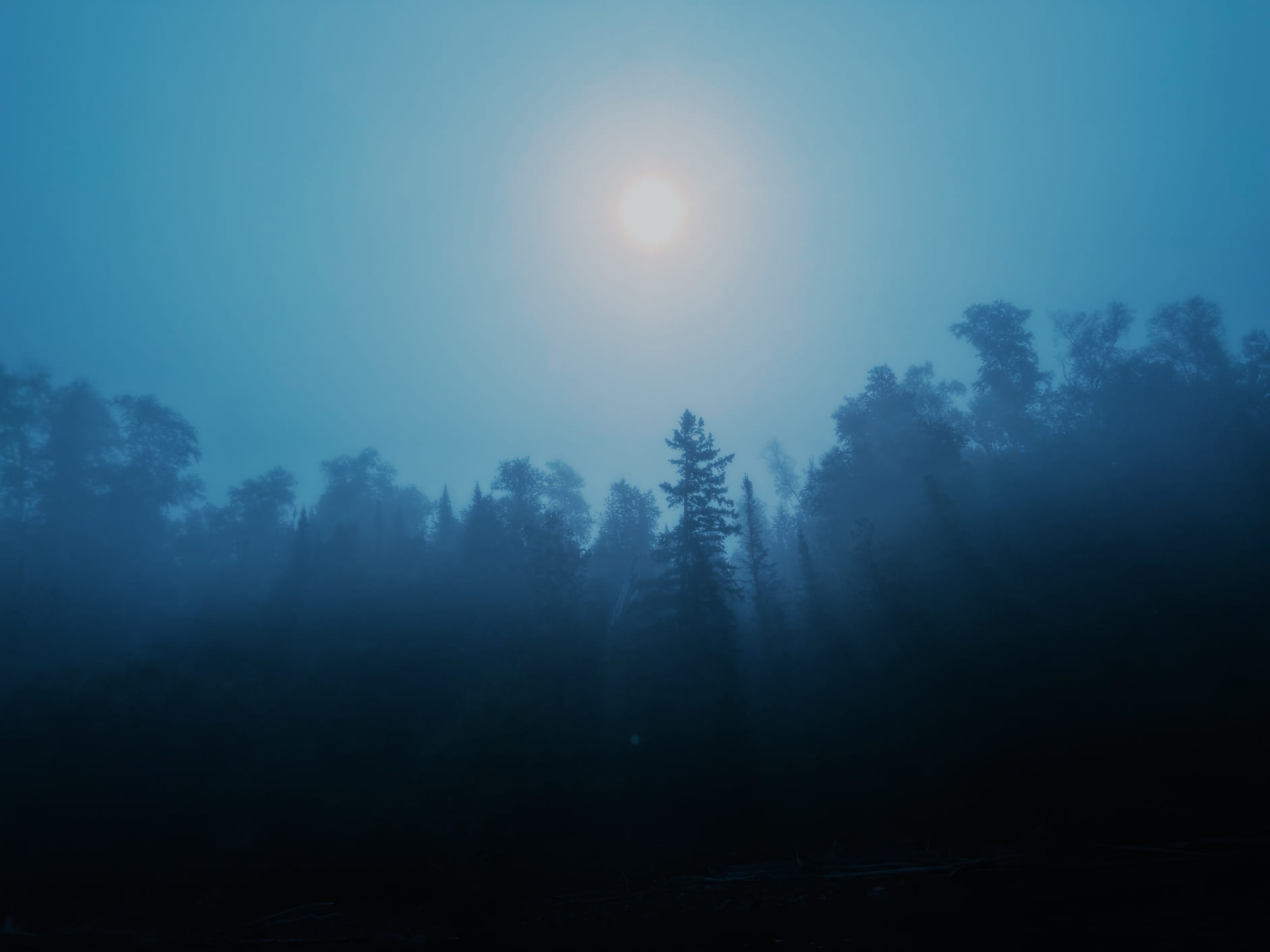 A conifer forest in blue fog, the sun a pale disc above the treeline