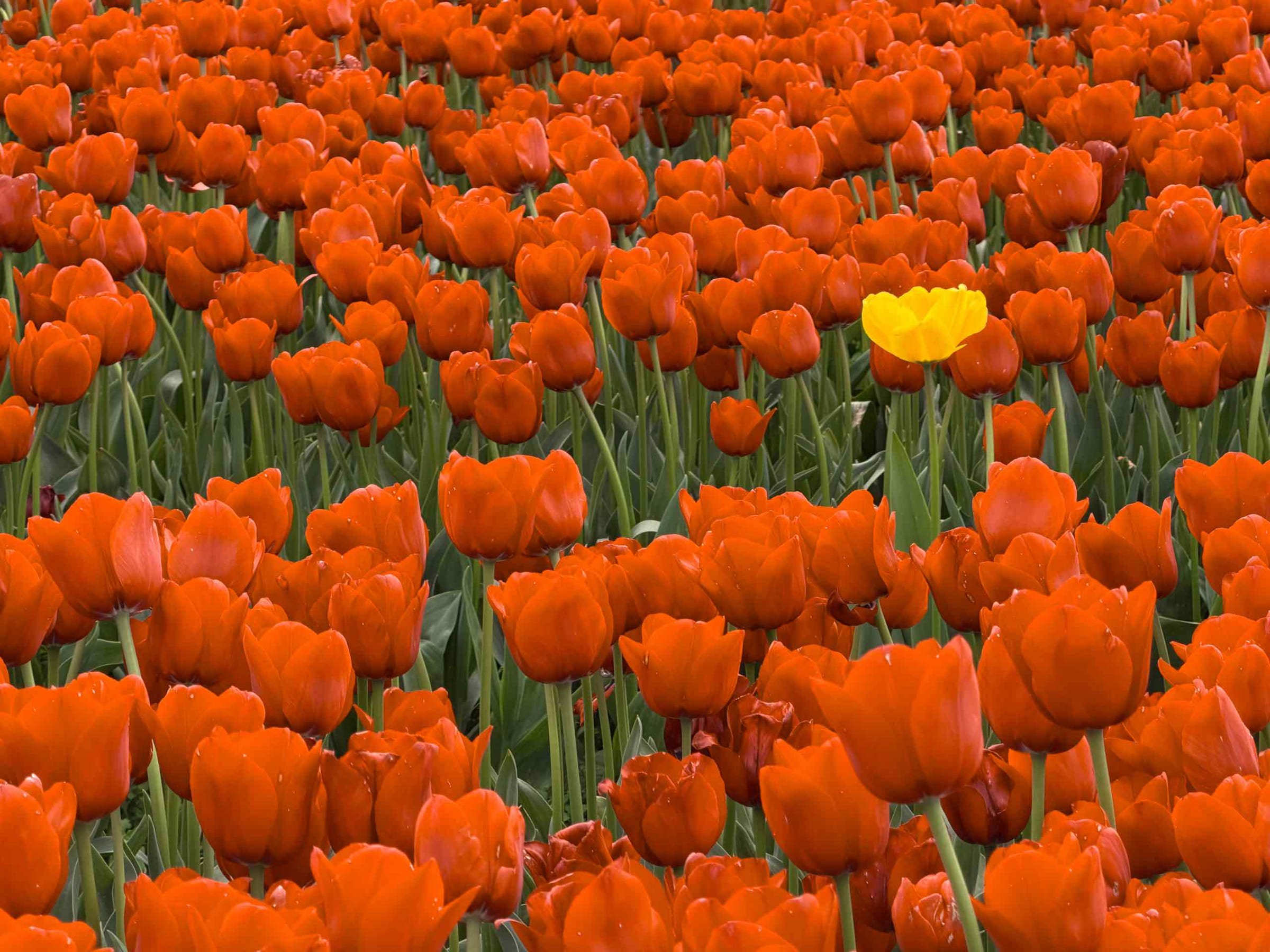 A field of poppy-red tulips with a single yellow one